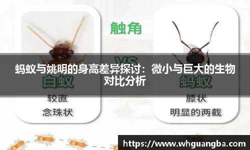 世俱杯赛程表